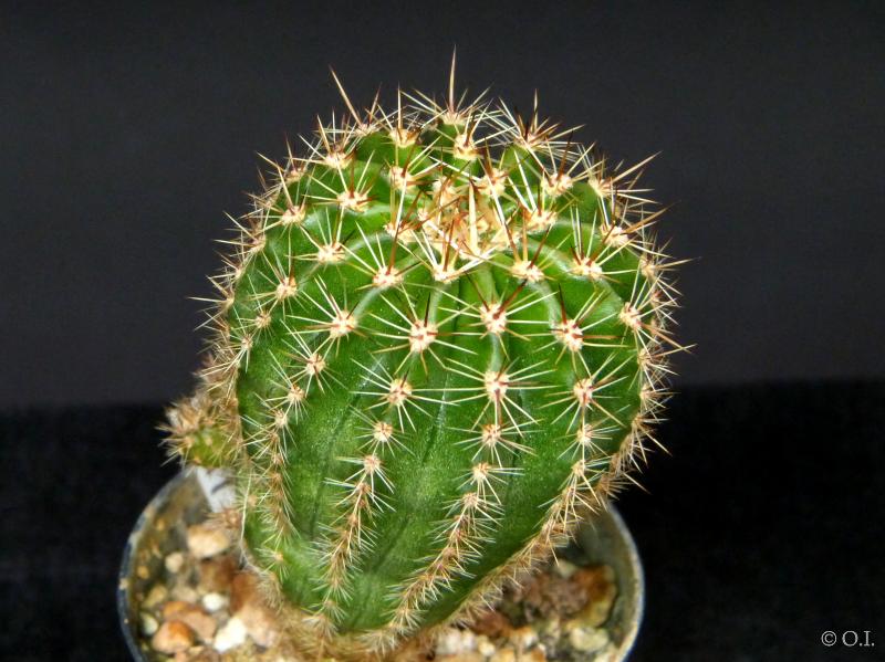 Sales plant (sample)
