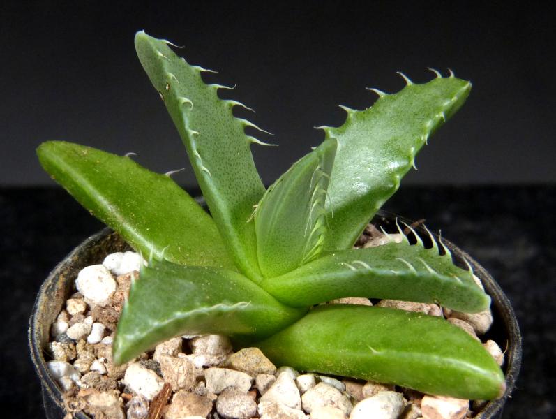 Sales plant (sample)