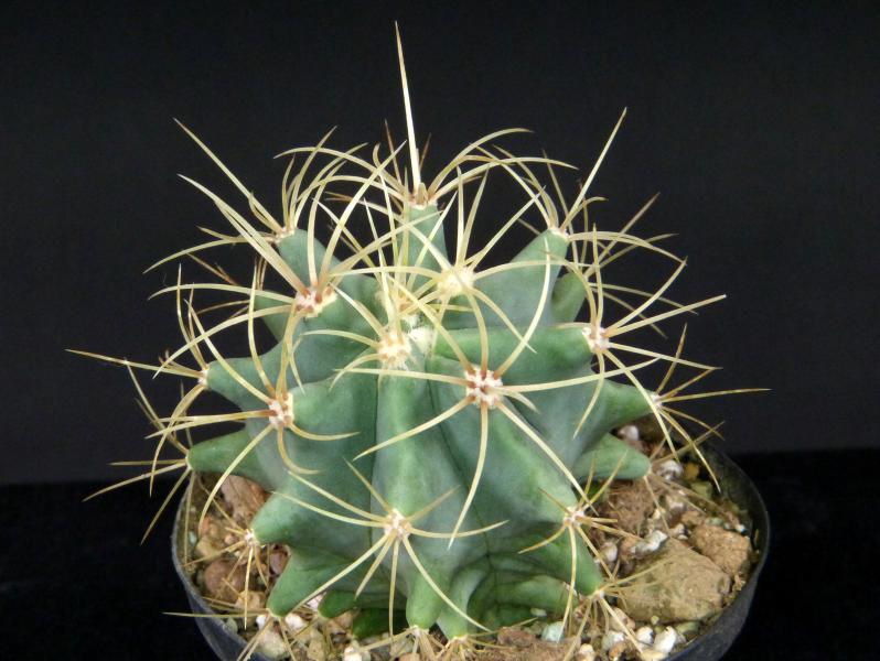 Ferocactus glaucescens