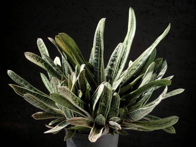 Mother plant