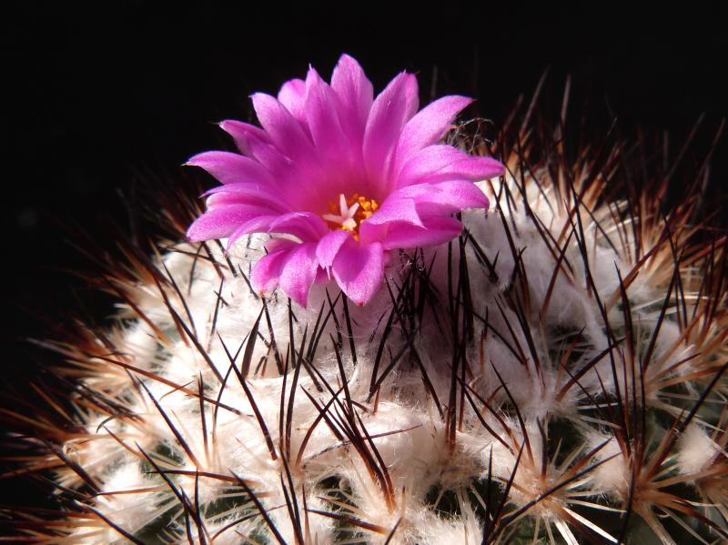 Flower of mother plant