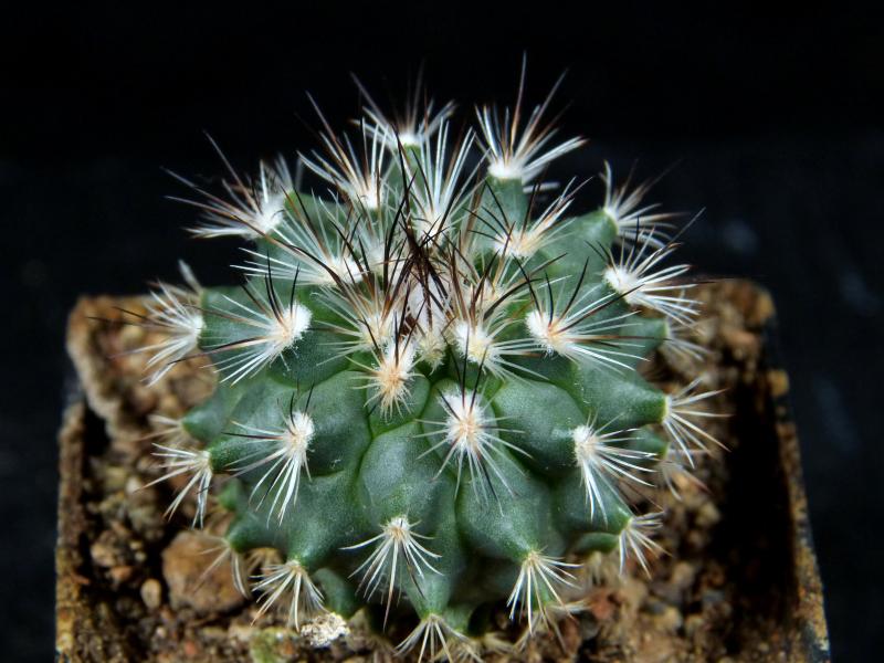 Sales plant (sample)
