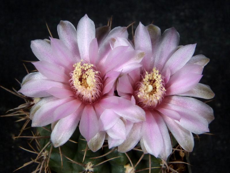 Flowers of mother plant