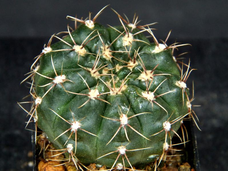 Sales plant (sample)