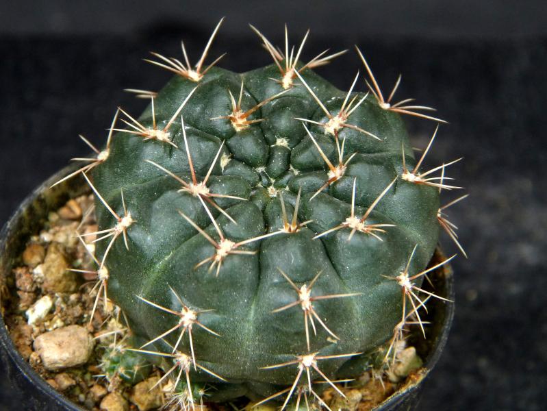 Sales plant (sample)