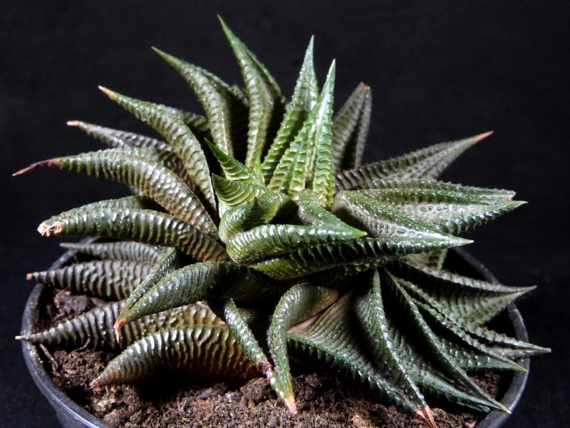 Mother plant