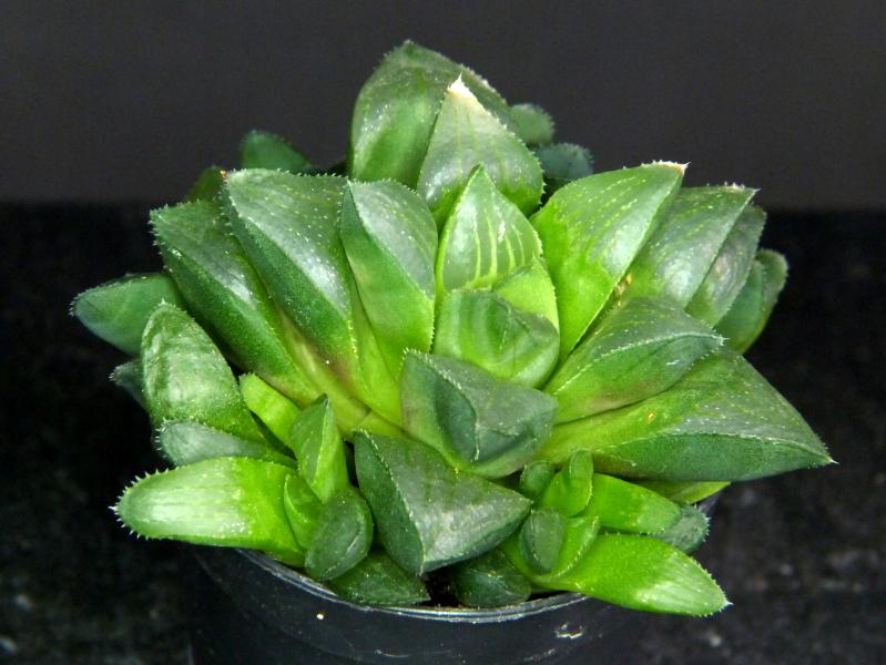 Sales plant (sample)