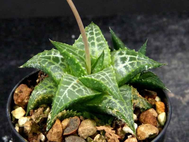Sales plant (sample)