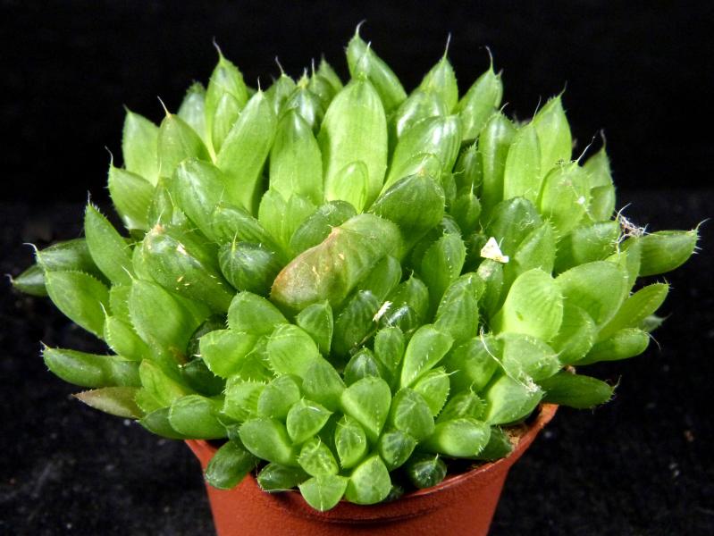 Sales plant (sample)