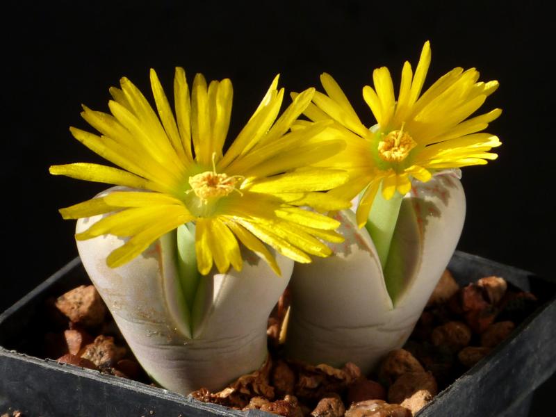 Mother plant with flower