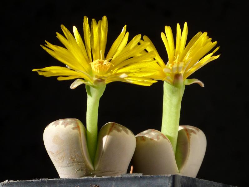 Mother plant with flowers