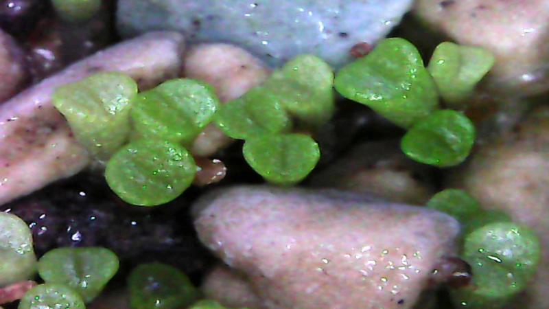 Seedling 2 weeks after sawing