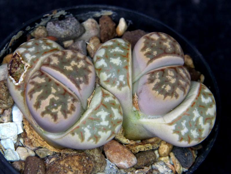 Sales plant (sample)