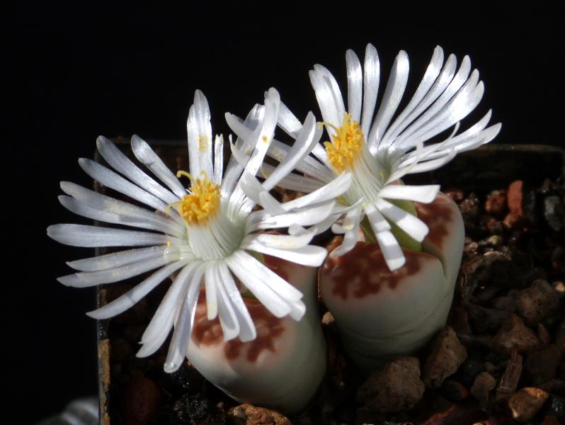 Mother plant