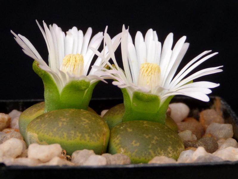Plant with flowers