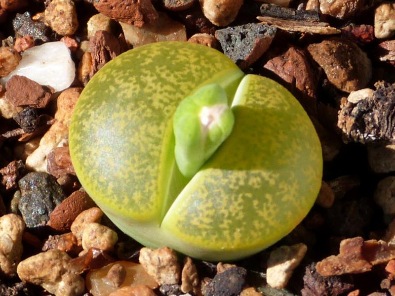 Mother plant with bud