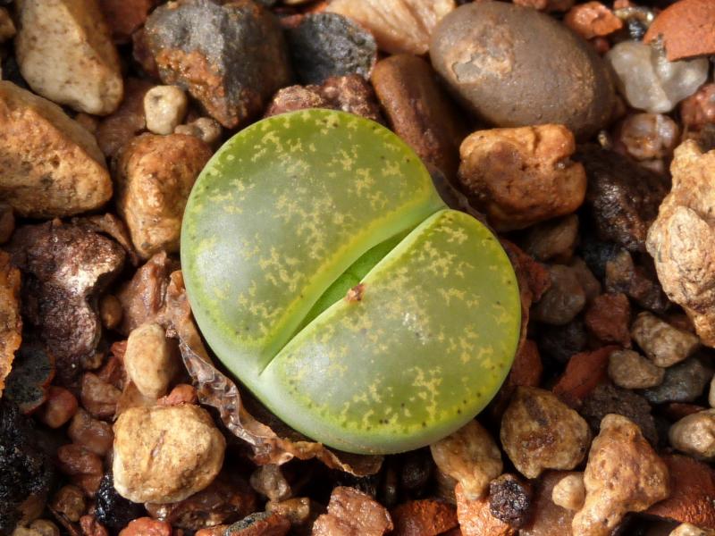 Mother plant