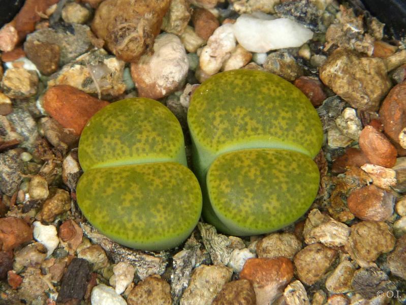 Sales plant (sample)