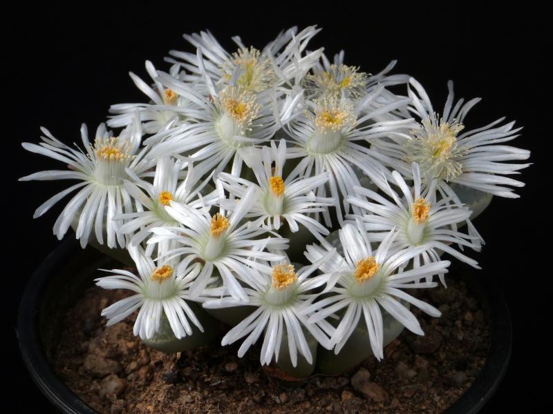 Old mother plant