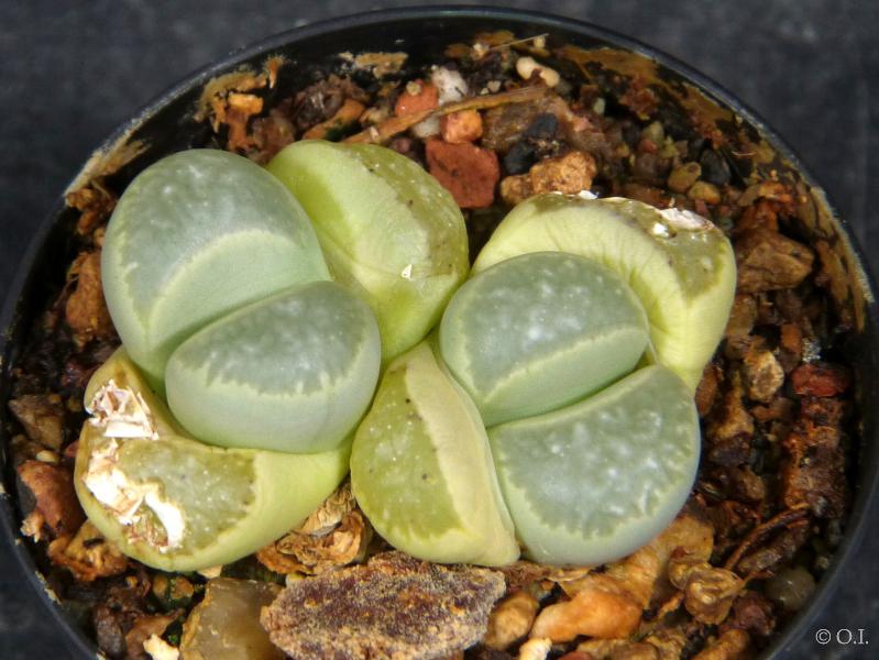 Sales plant (sample)