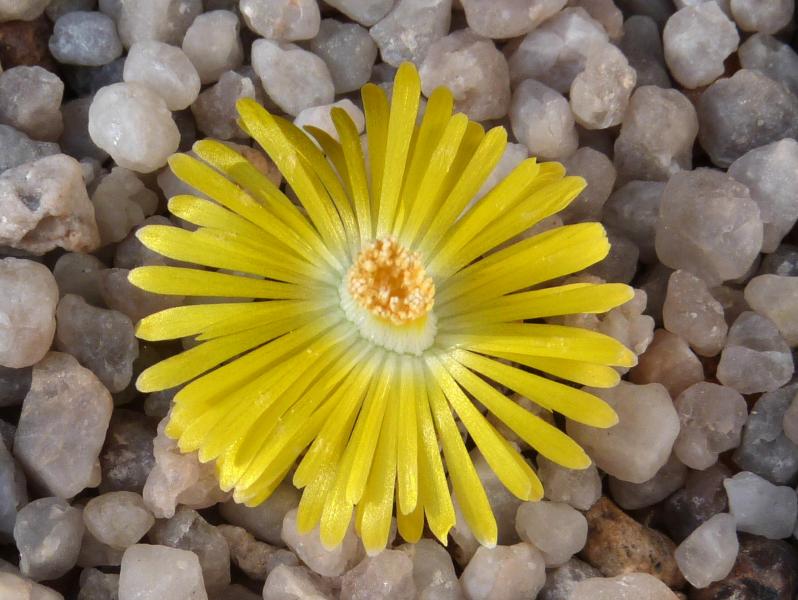 Mutterpflanze mit Blüte