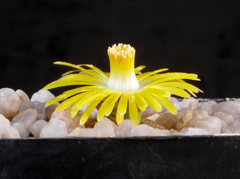 Plant with flowers