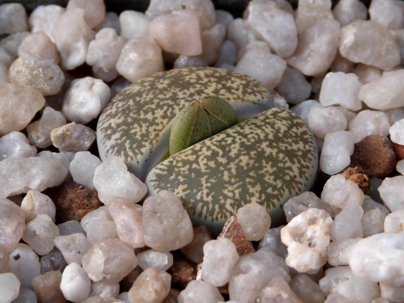 Plant with bud