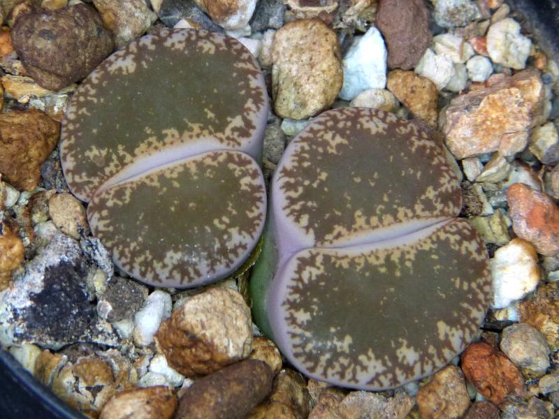 Sales plant (sample)