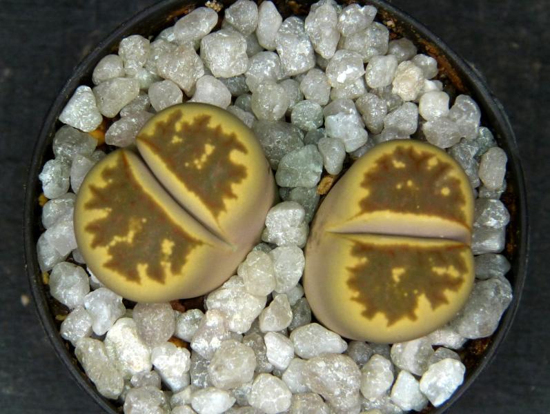 Sales plant (sample)