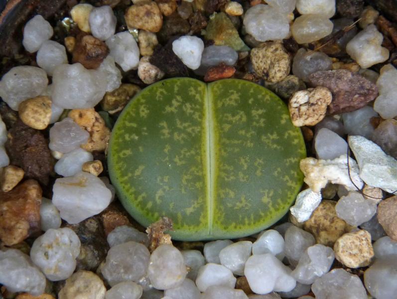 Sales plant (sample)