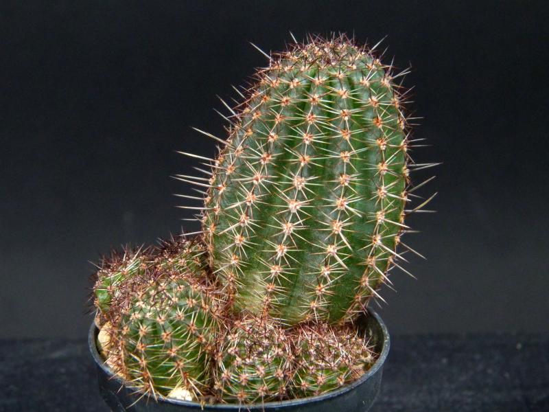 Sales plant (sample)