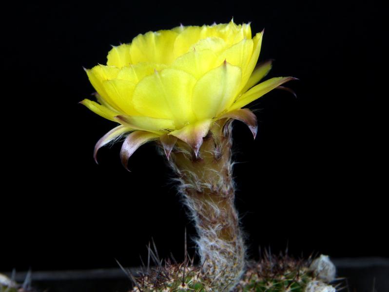 Flower of mother plant