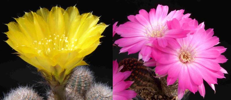 Blüten der Mutter-/Vaterpflanzen