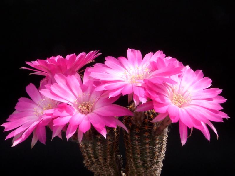 Blüten der Mutterpflanze