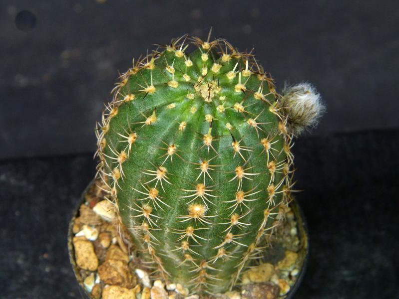Sales plant (sample)