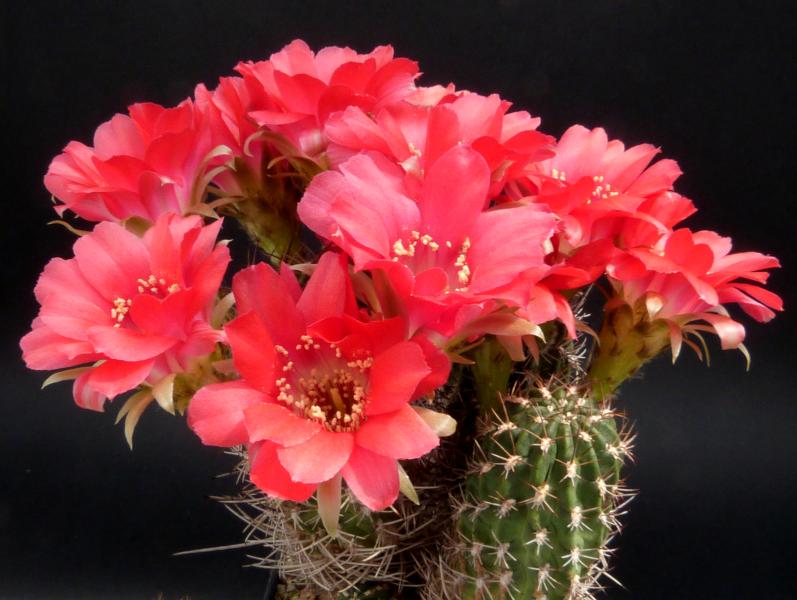 Flower of mother plant