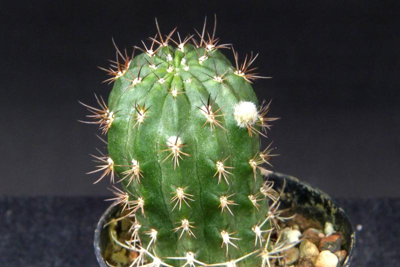 Sales plant (sample)