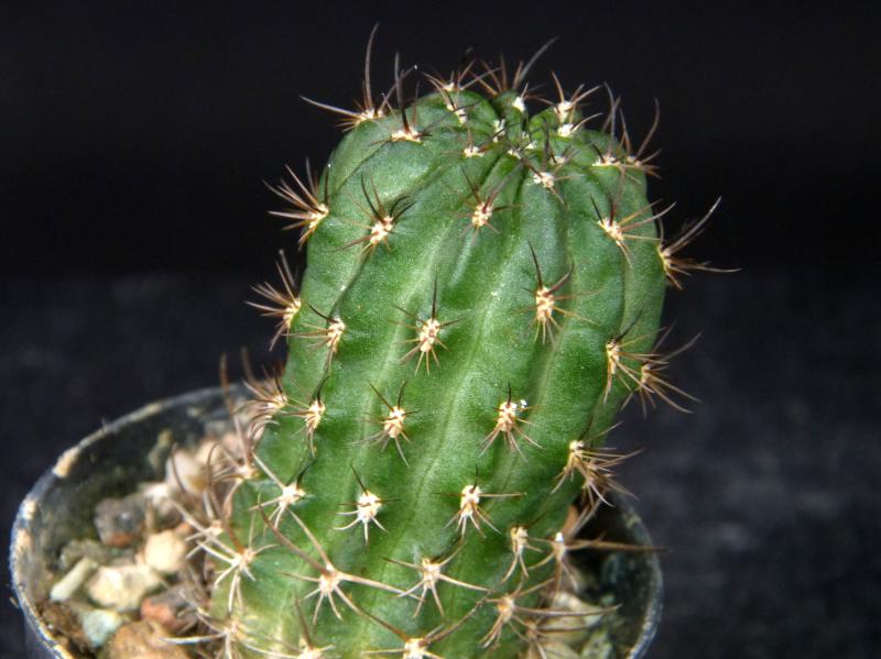 Sales plant (sample)