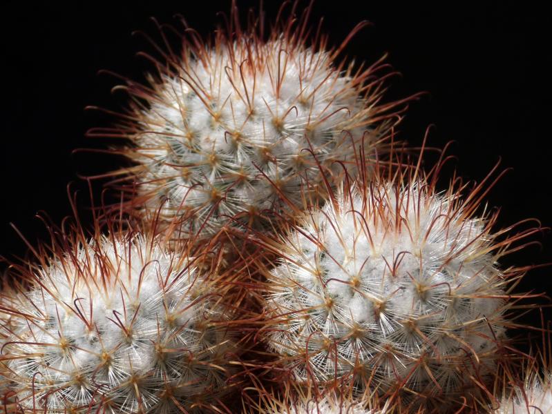 Mother plant