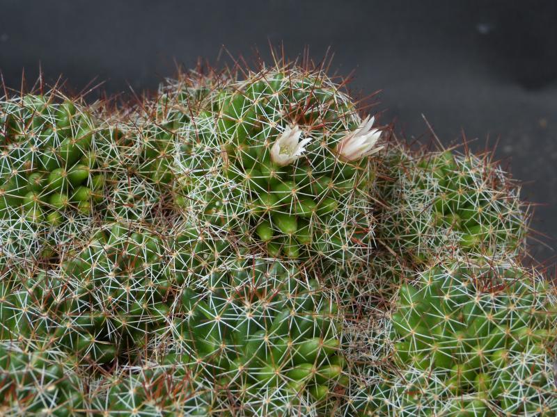Mutterplanze mit Blüte