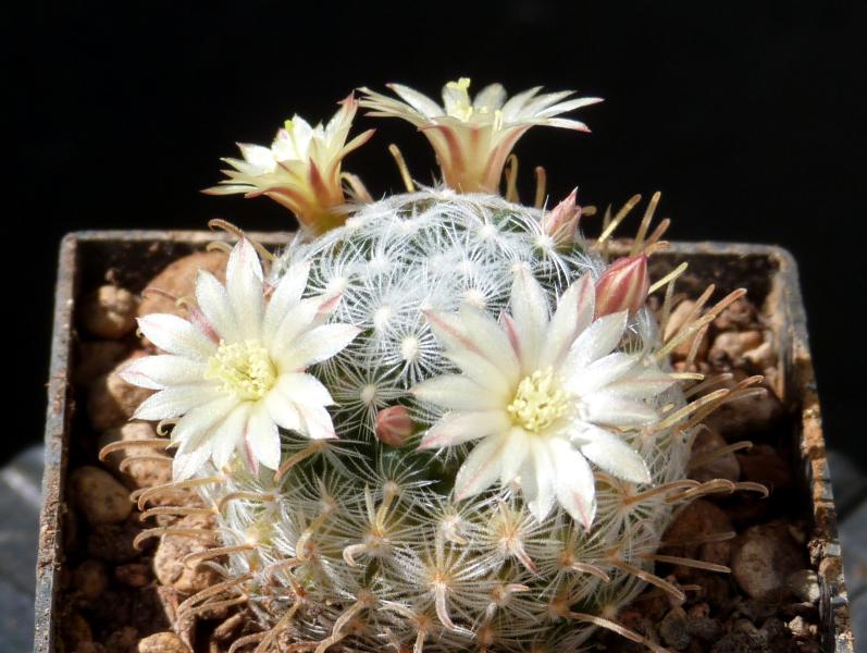 Mammillaria duwei (Samen)