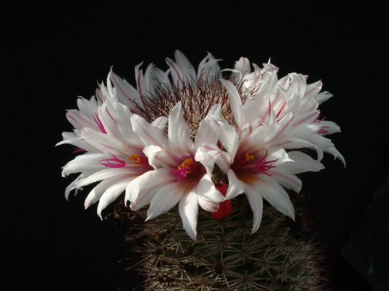 Motherplant with flower