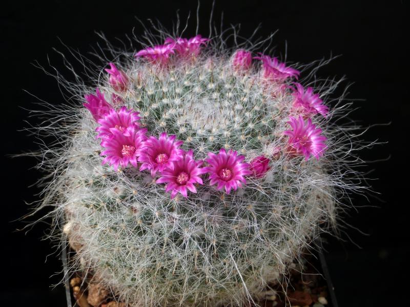 Mother plant