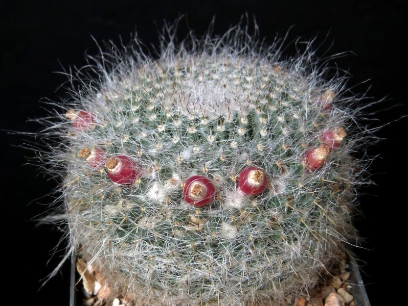 Motherplant with fruits