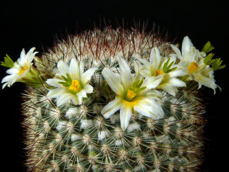 Mother plant