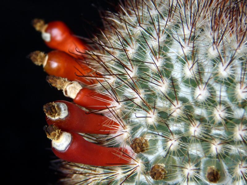 Fruits of motherplant