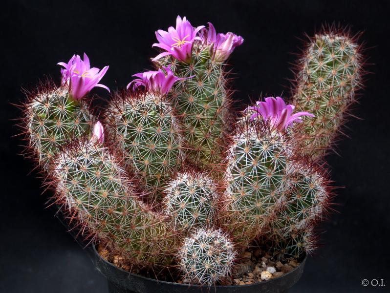 Motherplant with flowers