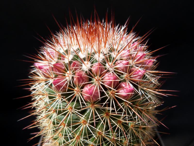 Mother plant with fruits