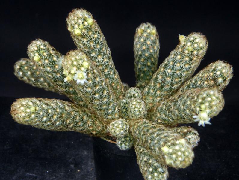 Mutterpflanze mit Blüten