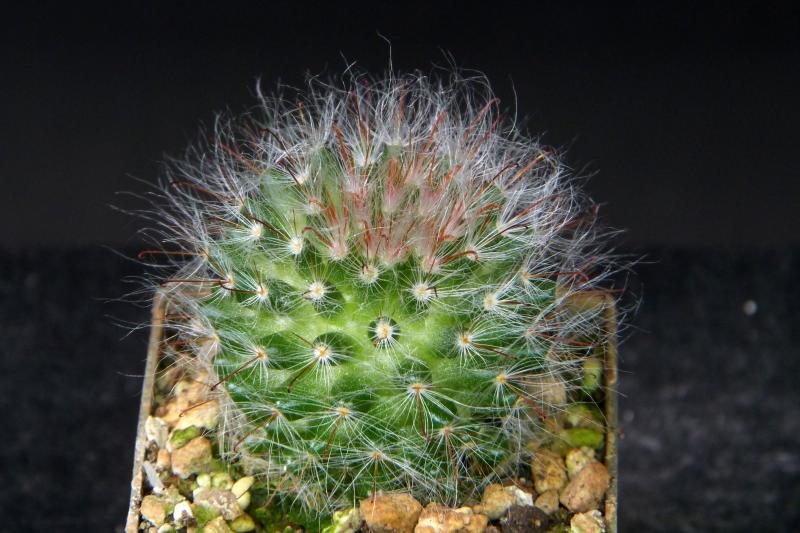 Sales plant (sample)